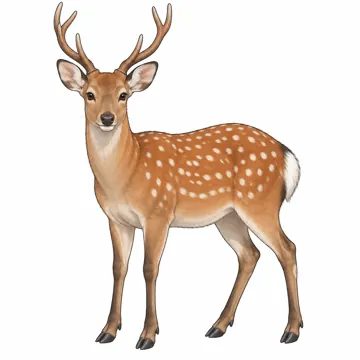 動物・生きもの 動物・生きもの しか