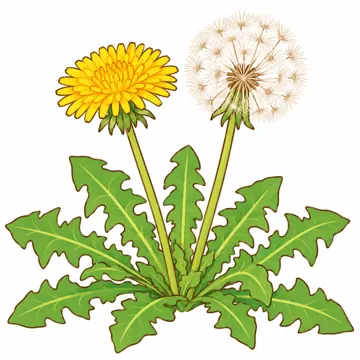 天気・自然・植物 天気・自然・植物 植物:たんぽぽ(花と綿毛)