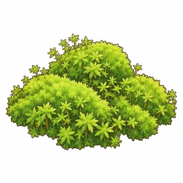 天気・自然・植物 天気・自然・植物 植物:苔