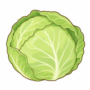 食べ物・野菜・果物 食べ物・野菜・果物 野菜:キャベツ