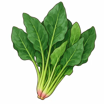 食べ物・野菜・果物 食べ物・野菜・果物 野菜:ほうれんそう